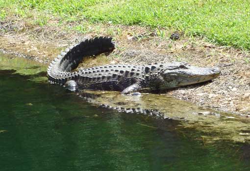 alligator